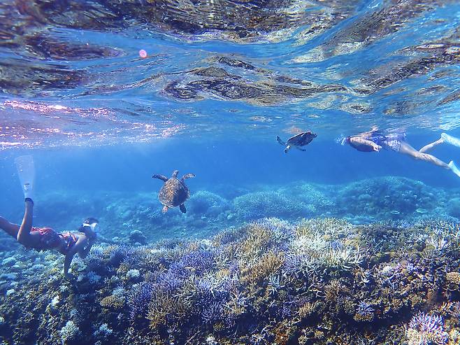 오키나와현 이시가키시 이리오모테 해역 스노클링