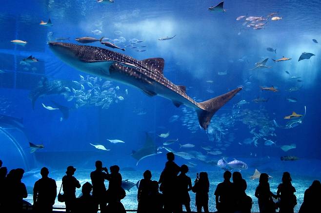 츄라우미수족관