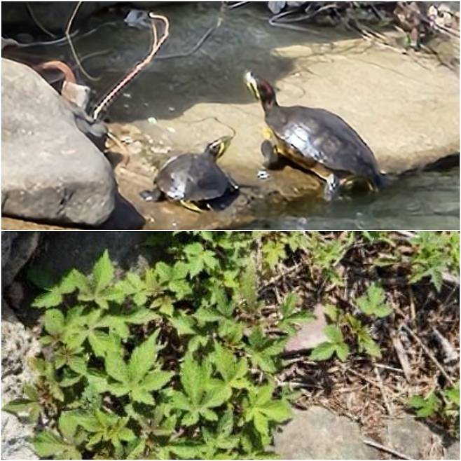 [광주=뉴시스] 지난 17일 광주 동구 광주천변 인근에서 발견된 생태계교란종 붉은귀거북 2쌍과 환삼덩쿨. (사진=광주천지킴이 모래톱 제공) 2025.04.20. photo@newsis.com *재판매 및 DB 금지