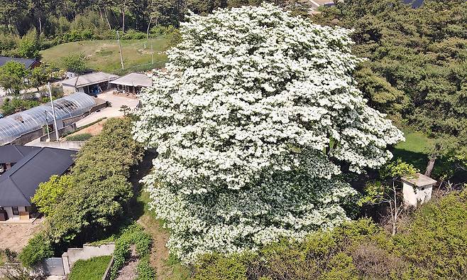 전북 고창군 아산면에 자리한 이팝나무 노거수가 화사하고 웅장한 자태를 뽑내고 있다. 고창군 제공