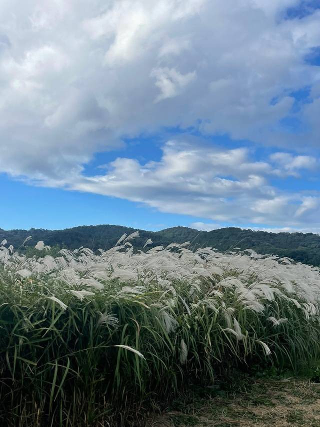 가을이면 억새가 장관인 대구 하중도. 5월의 대구 하중도는 유채꽃 명소이다. 강변을 따라 아름답게 펼쳐지는 유채꽃이 장관이다. 백성애 인턴.