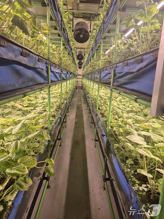 강원도 (주)와사비팜 고추냉이 식물공장.(제주도 제공. 재판매 및 DB 금지)