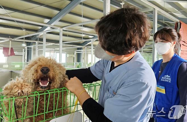 경기도수의사회는 20일 동물보호소에서 의료봉사를 진행했다. ⓒ 뉴스1