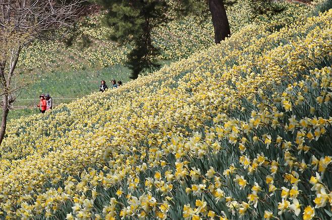 지난 15일 유기방 가옥 주변으로 노란 수선화가 만개, 관광객들이 화사한 봄 정취를 즐기고 있다. /신현종 기자