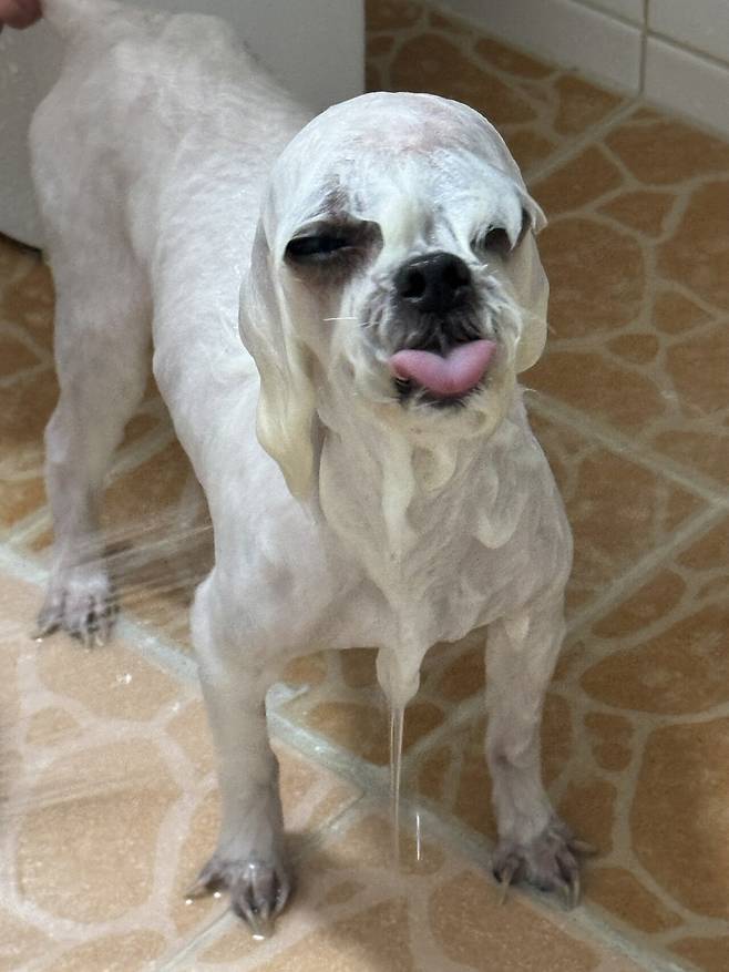 IMG_9379.jpeg 21년도 12월에 포텐갔던 우리 토리... (심장병 말티즈 팁?)