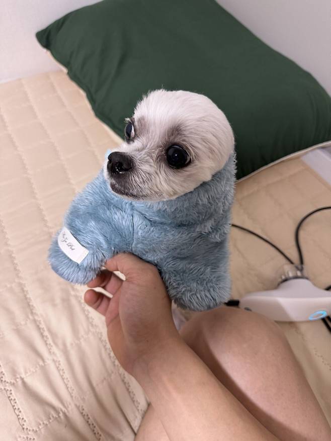 IMG_0918.jpeg 21년도 12월에 포텐갔던 우리 토리... (심장병 말티즈 팁?)