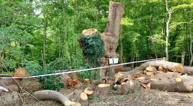 런던 엔필드 자치구의 화이트웹스 공원 외곽에 있던 500년된 참나무가 잘려진 모습, /사진=BBC방송