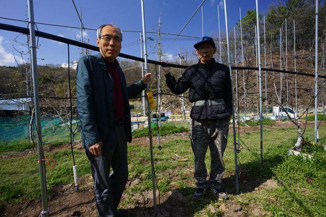 최주원(왼쪽) 광복소나무사랑모임 회장과 최영태 은광농장주가 15일 국광사과 묘목 앞에서 대구 사과 복원을 다짐하고 있다. 대구=김재현 기자