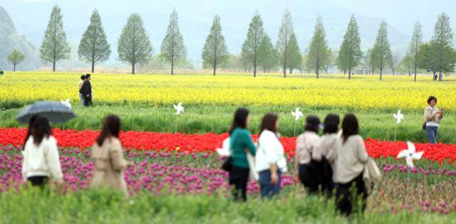 17일 경남 창녕군 남지읍 낙동강 유채단지에서 시민들이 봄기운을 즐기고 있다. 연합뉴스