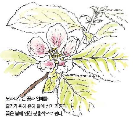 우리 주변 식물들의 비밀 이야기 61 모과나무