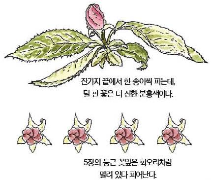 우리 주변 식물들의 비밀 이야기 61 모과나무