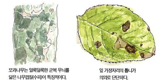 우리 주변 식물들의 비밀 이야기 61 모과나무