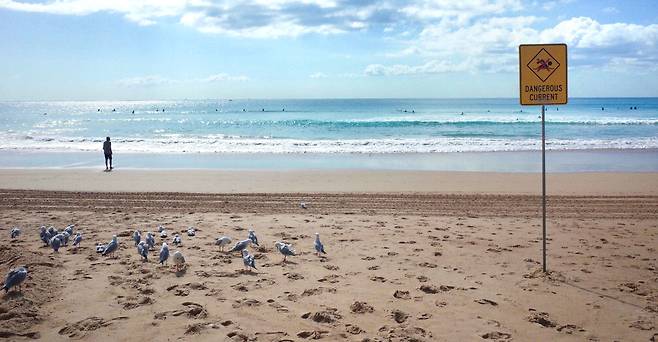 호주 시드니의 한 해변에 해류 위험 표지판이 세워져 있습니다. 그 옆 갈매기들도 표지판 내용을 읽은 것일까요. 바다에 들어가기를 주저하는 듯 삼삼오오 모여 있습니다.  한주형 기자