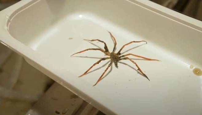 [서울=뉴시스] 호주 해양학자들이 발견한 바다 거미의 모습이다 (사진=유튜브 캡쳐) 2025.04.21.photo@newsis.com *재판매 및 DB 금지