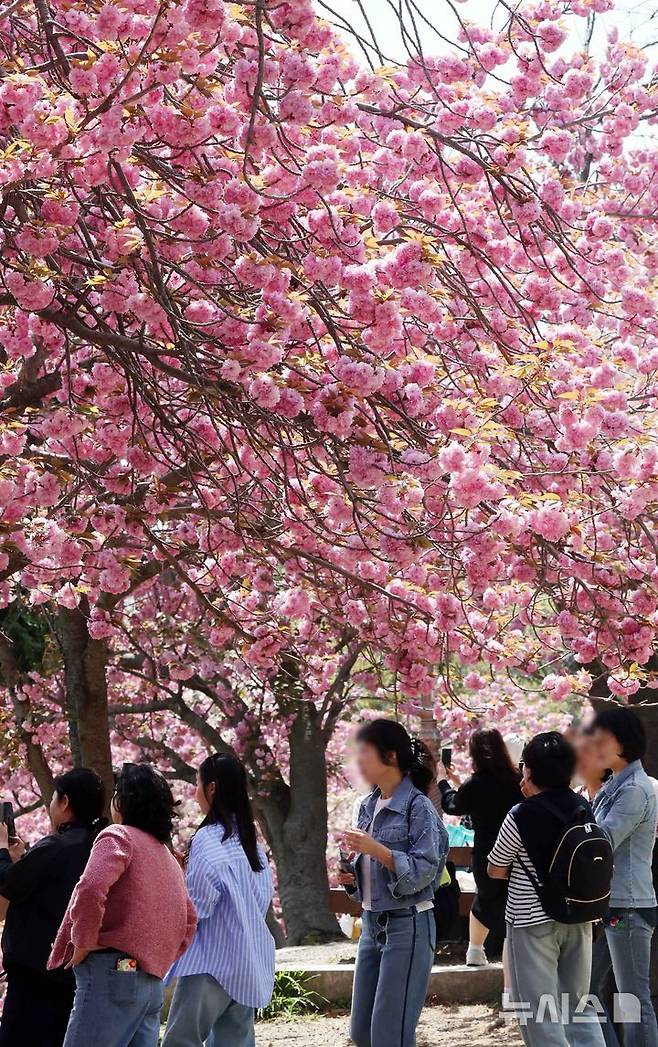 [부산=뉴시스] 하경민 기자 = 21일 부산 중구 민주공원을 찾은 시민과 관광객들이 활짝 핀 겹벚꽃을 배경으로 기념사진을 찍으며 봄 나들이를 즐기고 있다. 2025.04.21. yulnetphoto@newsis.com
