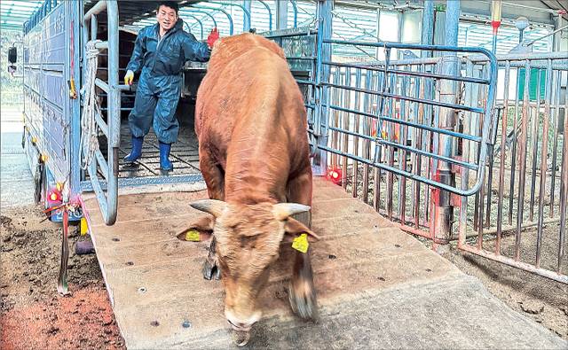경북 일대에서 발생한 대규모 산불을 피해 잠시 충남 서산으로 옮겨졌던 씨수소가 원래 있던 농협경제지주 한우개량사업소 경북 영양사업장으로 돌아오고 있다. 농협경제지주