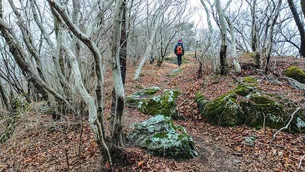 남포미술관으로 내려가는 소사나무 군락지.