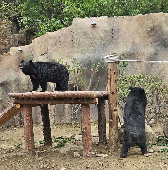 네이처파크에 도착한 반달가슴곰 남매 [네이처파크 제공.재판매 및 DB금지]