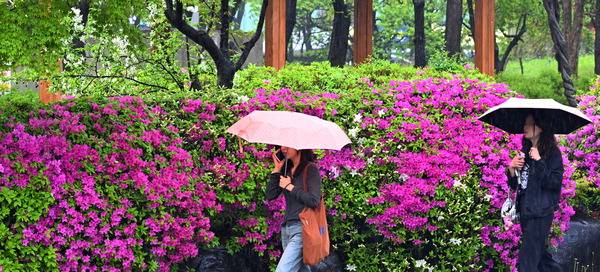 봄비가 내린 22일 인천시 남동구의 한 거리에서 우산을 쓴 시민들이 철쭉 사이를 지나고 있다. 이진우 기자 ljw@kihoilbo.co.kr