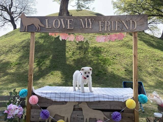 강아지는 아이들에게 인기가 많다. 생후 60일이 지나면 절차에 따라 일반인에게도 분양이 가능하다. /동경이보존협회 제공