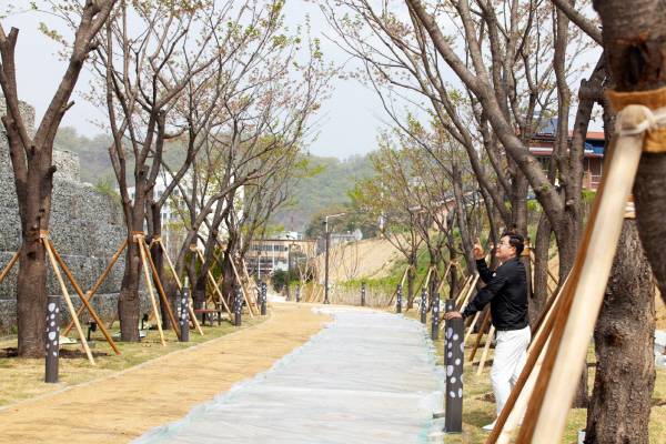 청복동 코아루 아파트 옆 예누리길의 가로수