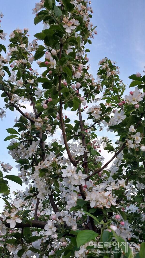 흐드러지게 핀 애기사과나무 꽃. (제주시 애월읍 하귀1리에서)