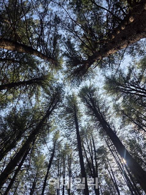 강원특별자치도 평창군 봉평면의 잣나무숲. (사진=박진환 기자)