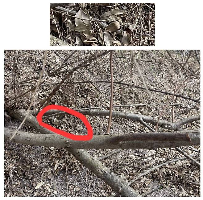 한 누리꾼이 이 사진에 진짜 뱀이 있다며 표시해서 올렸다 / 온라인 커뮤니티 갈무리