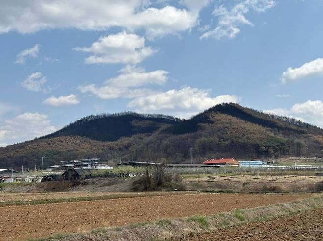 지난 15일 의성산불 현장을 찾았을 때, 먼 발치에서도 화마의 흔적은 쉽게 눈에 띄었다. 불길에 휩싸여 검게 그을린 나무들과 불길의 영향이 상대적으로 적었던 나무들이 층을 이루고 있다. 사진=정일웅 기자