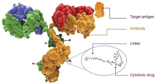 ADC 약물의 구조, 항체(antibody)가 암세포의 항원(antigen)에 결합해 약물(붉은색 별표)을 전달한다./네이처