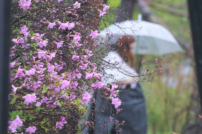 22일 비가 내린 서울 중구 덕수궁에서 외국인 관광객이 우산을 쓰고 이동하고 있다. [사진 = 연합뉴스]