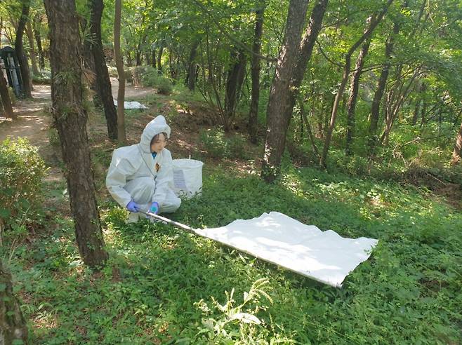 서울시보건환경연구원 관계자가 참진드기를 채집하고 있다./사진=서울시
