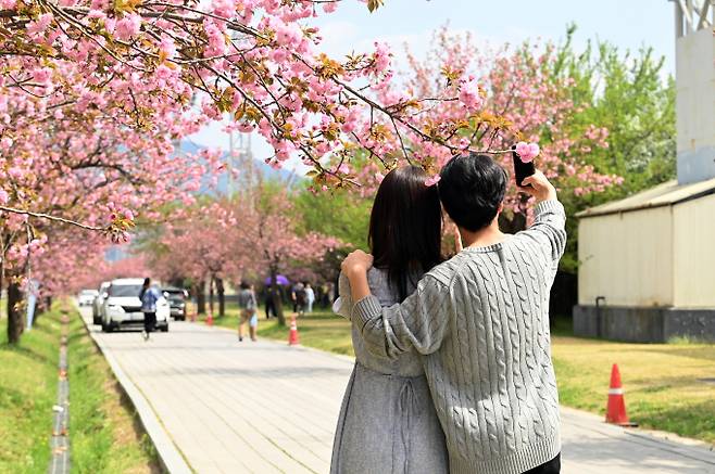 하남 미사경정공원을 찾은 방문객이 꽃길이 펼쳐지는 겹벚꽃을 배경으로 사진촬영을 하고 있다. / 사진제공=하남시