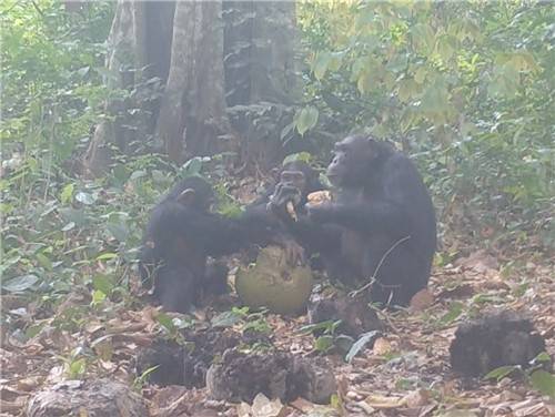 알코올이 든 발효 과일 나눠 먹는 침팬지들. 커런트 바이올로지