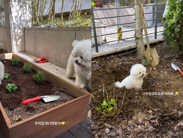 프리지아가 집을 가꾸는 일상을 공개했다./프리지아(송지아) SNS