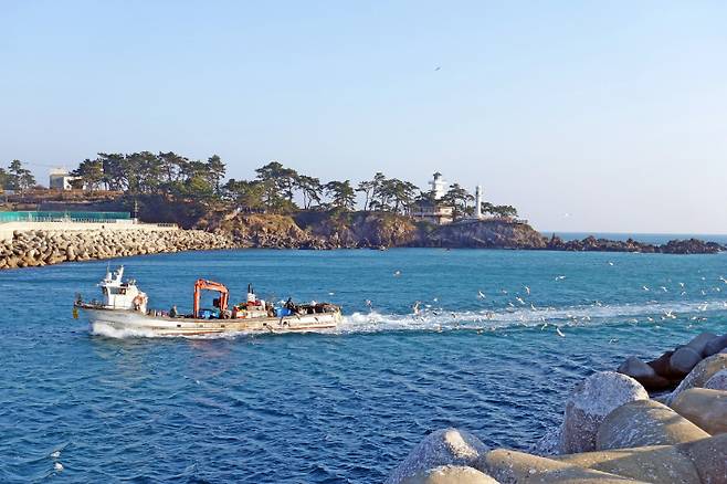 감포항으로 어선이 들어오고 있다. 경주시 제공