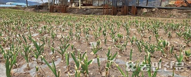 경북 북동부를 덮친 초대형 산불로 농작물 2차 피해가 발생하는 가운데 경북 의성군 단촌면 마늘밭의 마늘잎이 타들어가고 있다. 마늘 대파대는 지원 보조율이 50%에 불과하다.