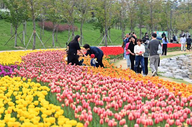 ▲형형색색 튤립이 만개한 미사호수공원에서 남녀노소 시민들이 봄꽃을 감상하며 산책을 즐기고 있다. 꽃길을 거니는 가족과 어르신, 아이들의 웃음소리가 어우러져 공원 전체에 따뜻한 분위기가 감돈다. ⓒ 하남시