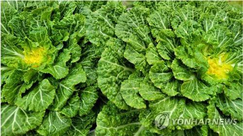 봄동 연합뉴스 자료사진