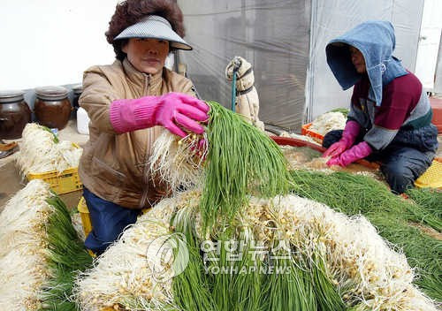 "입맛 돋우는 달래 드세요" 12일 충남 태안군 원북면 청산2리에서 아낙네들이 수확한 달래를 출하하기 위해 물로 씻고 있다. 이 지역에서 생산된 달래는 4㎏당 1만8천원으로 지난해 이맘때 8천원에 비해 배 이상 비싸게 팔리고 있다./이은파/지방/농업/-카메라뉴스 참조-
    2004.2.12 (태안=연합뉴스)