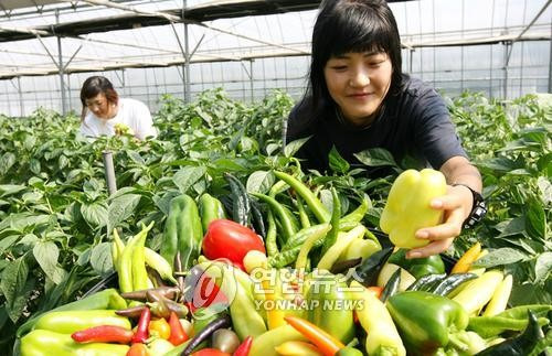 농진청 육성 컬러 풋고추 (수원=연합뉴스) 농촌진흥청 원예연구소가 육성한 노랑.하양.보라.오렌지색의 컬러 풋고추 품종들. 원예연구소는 전 세계 고추와 기존 풋고추와의 교배로 신품종 컬러 풋고추를 육성했다.
    << 전국부기사 참조, 농촌진흥청 제공 >>
    drops@yna.co.kr (끝)