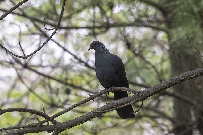 울산 동구 해안가에서 관찰된 멸종위기종 흑비둘기. 짹짹휴게소 촬영