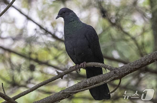 짹짹휴게소 홍승민 대표가 촬영한 흑비둘기.(울산광역시제공 재판매 및 DB금지)