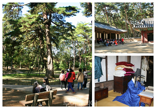 청령포의 관음송, 단종어소&nbsp;