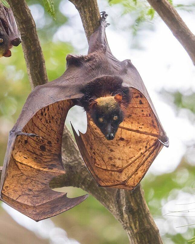 세계에서 가장 큰 박쥐로 알려진 황금볏과일박쥐./iNaturalist. American Museum of Natural History