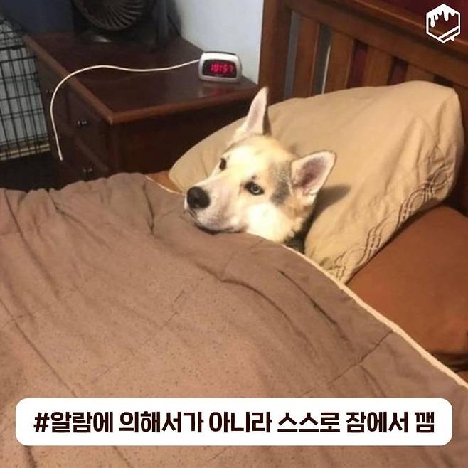 035846767202304294ba2ca18-dd27-4796-9a0c-e0858a38d3ef.jpeg.jpg 대왕지각인 걸 예감했을 때.jpg 대왕지각인 걸 예감했을 때.jpg