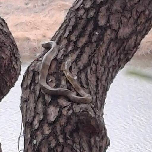 ▲ 영월읍 금강공원에 멸종위기 야생생물 2급 지정 구렁이가 18년여만인 올해 다시 나타나 눈길을 끌고 있다.