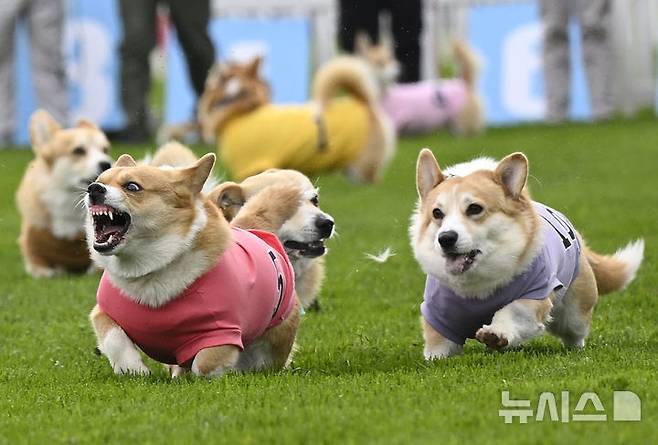 [스코틀랜드=AP/뉴시스] 19일(현지 시간) 스코틀랜드 머슬버러의 머슬버러 경마장에서 열린 연례 웰시코기 경주 대회에서 웰시코기들이 달리고 있다. 2025.04.22.