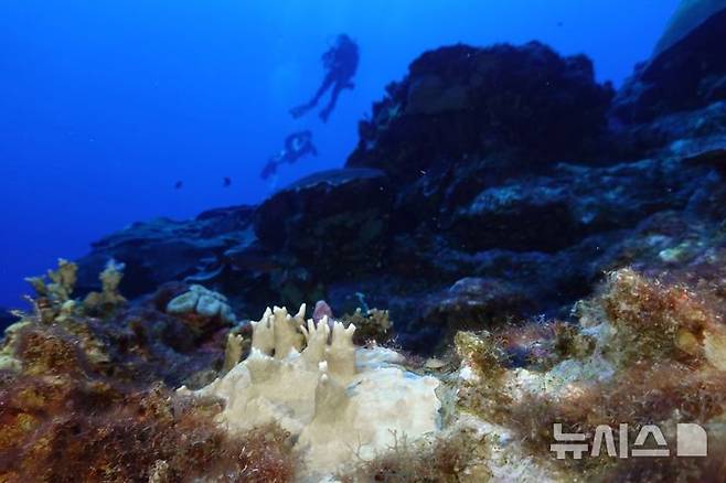 [AP/뉴시스]2023년 9월16일 멕시코만의 텍사스 갤버스턴 해안에 있는 플라워 가든 뱅크 국립해양보호구역 내 산호들이 백화 현상을 보이고 있다. 세계 산호초의 유해한 백화 현상이 해양 산호초 전체의 84%까지 확대돼 역사상 가장 심각한 상황이라고 국제산호초이니셔티브(ICRI)가 23일 경고했다. 2025.04.23.