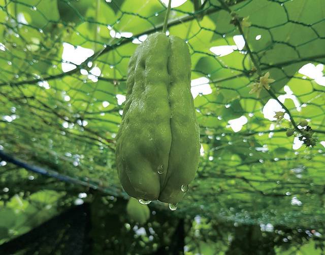 크기가 큰 차요테는 무게가 1㎏에 달한다.